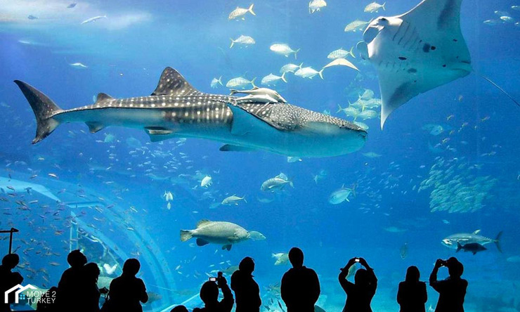 Istanbul Aquarium